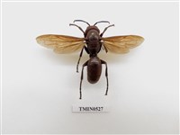 藏品(膜翅目)的圖片